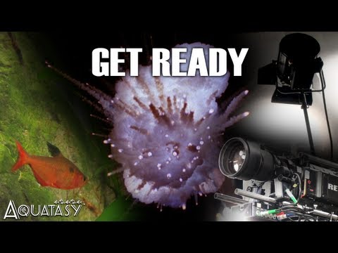 Aquatasy - Get Ready!