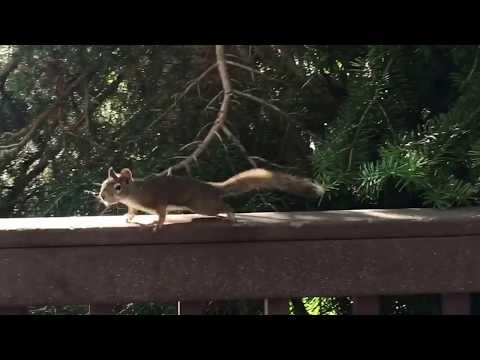 New 1,120 watt array on a zomeworks passive solar tracker, 48 v battery bank