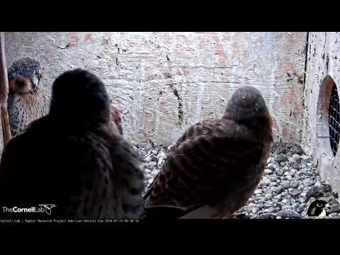 All Four Kestrel Chicks Still In the Nest Box – July 13, 2018