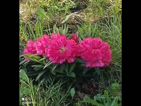 Bonjour ☕🌹🙏🏼