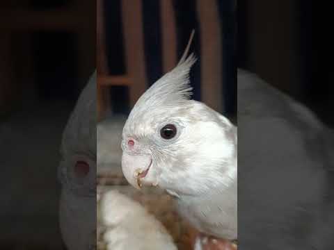 Cockatiel Male Whiteface (JfS)