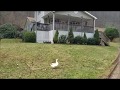 Hawk Alarm (for chickens)