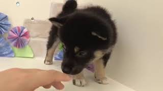 柴犬の動画01