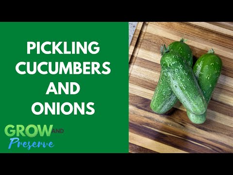 Pickled Cucumbers and Onions-- Refrigerator Pickles. So Easy!