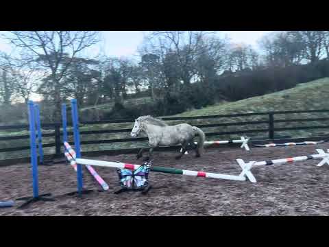 Lovely rising 4yo grey mare - Image 2