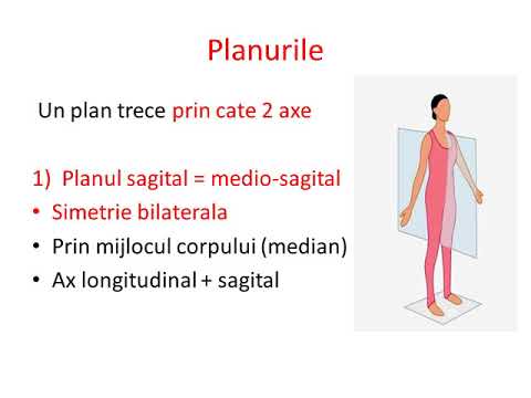 Alcatuirea corpului uman - planuri si raporturi anatomice BAC BIOLOGIE 2020