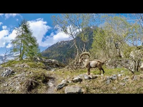 Alpine Ibex -Switzerland