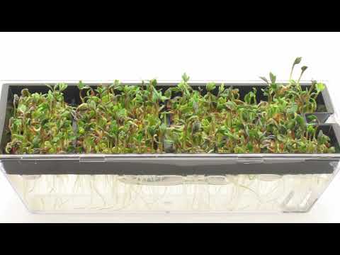 Bean Time-Lapse - 25 days | Soil cross section