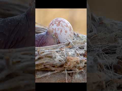 She’ll never know what kind of monster she’s actually raising. #wildlife #animals #shortvideo