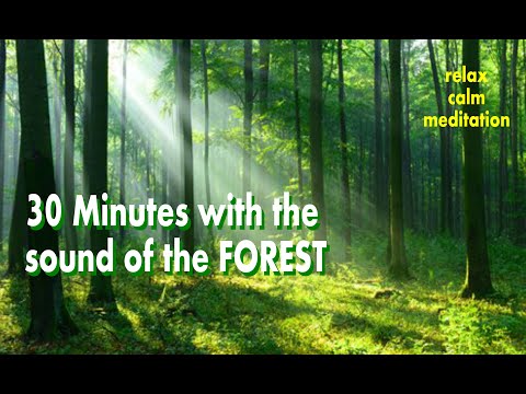 30 minuti suoni della foresta e del bosco - relax - calm - meditation