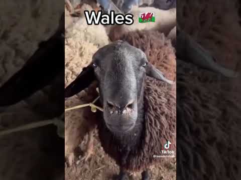 , title : 'Sheep In Wales'