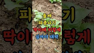 들깨 파종시기 딱 이때 이렇게 심어야 대박