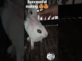 Rabbit Mating Animal Sex Successful Cross Of Adult Bunnies Shorts Bunny Rabbit Love