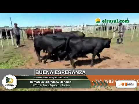 11-02-26 - Remate de Alfredo S. Mondino en Buena Esperanza, San Luis