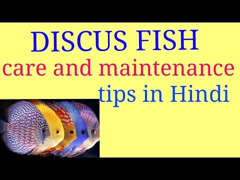 Discus fish care and maintenance tips in hindi