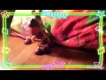 Смешной клип Шакира 2 