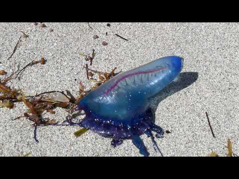 download lagu mp3 mp4 Meduza Albastra, download lagu Meduza Albastra gratis, unduh video klip Meduza Albastra