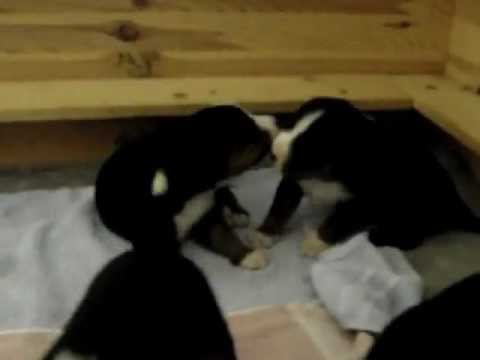 Aplíci Tail Twisted 18. den