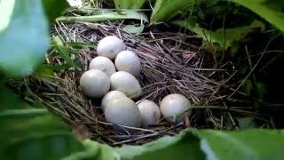 Finding a wild turkey nest