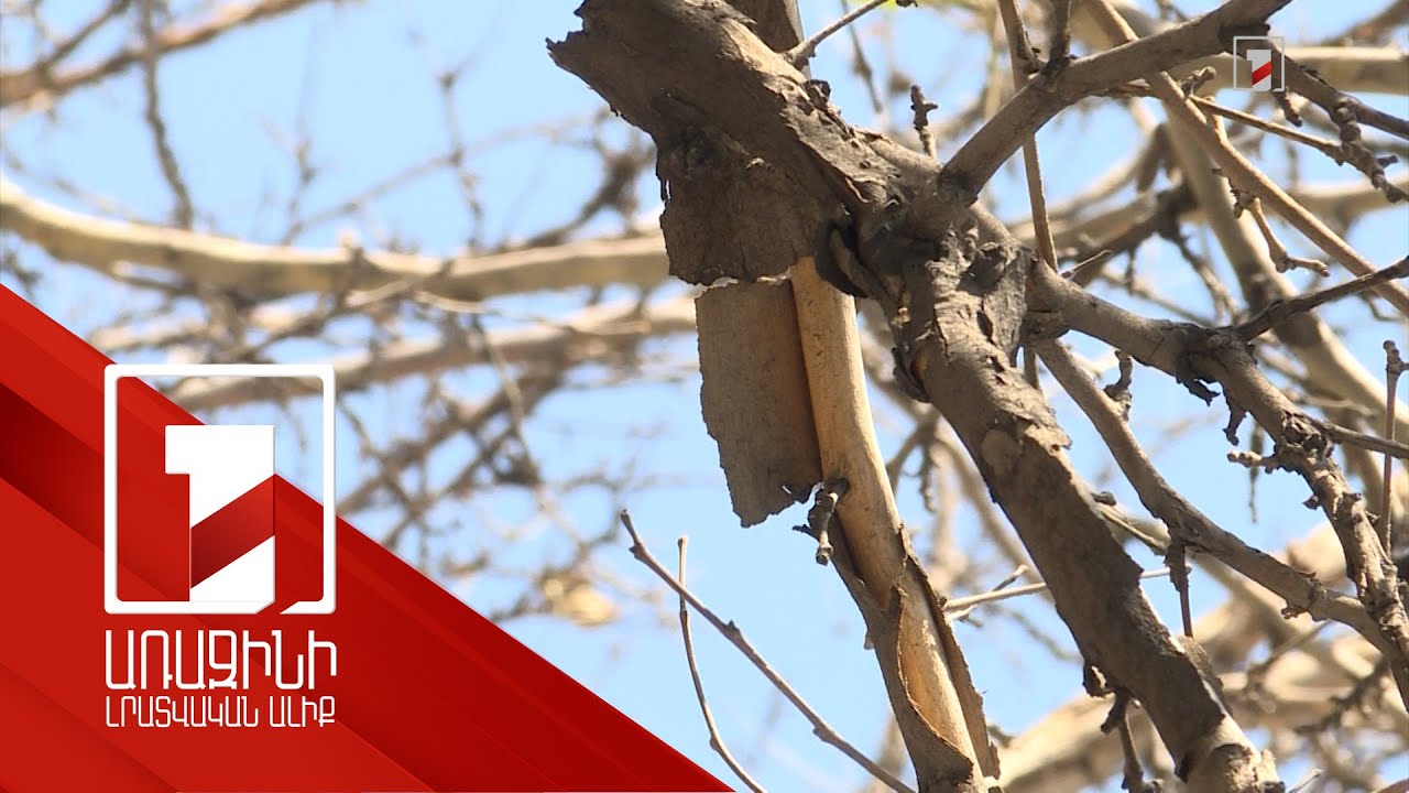 Երևանի չորացող ծառերն ու ոռոգման խնդիրը