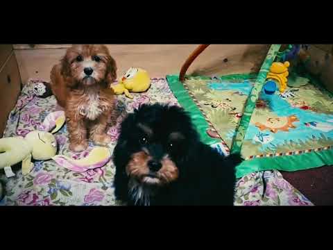 Cavapoo puppy for sale