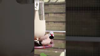 Download lagu Burung finch ekor panjang bernyanyi! #burung #finch #suaraburung mp3 Download lagu Burung finch ekor panjang bernyanyi! #burung #finch #suaraburung mp3