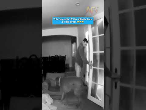 This dog pulls off the ultimate heist on his owner 😂😂😂