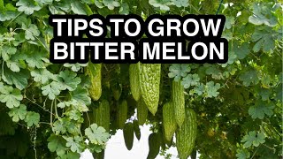 How to Grow Bitter melon In Pots.#garden #plants #shorts #short #youtubeshorts #youtubeshort #viral