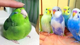 Smart And Funny Parrots Parrot Talking Videos Compilation (2024) - Cute Birds #16