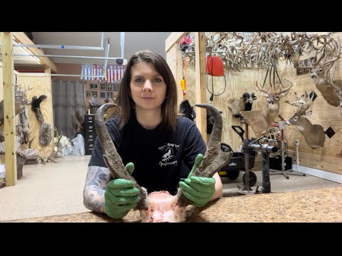Why HORNS are different than ANTLERS! Removing antelope horn sheaths from the cores