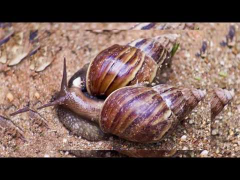 Coleta de caramujo africano em Terra Nova do Norte