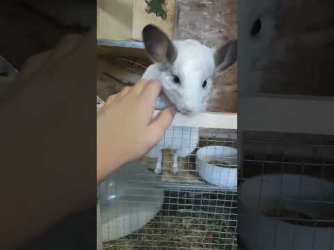 fredek nienawidzi wstawać