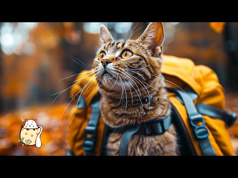 ???? Relaxing Music for Cats (LIVE 24/7) Peaceful Piano Music with Cat Purring Sounds