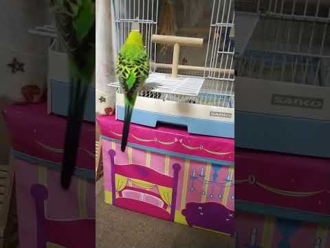 インコを飼いならす方法は？信頼を得る 4 つのヒントとコツ  庭園