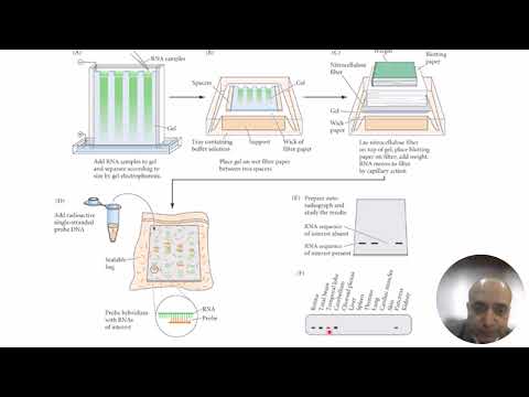 Ananlysis and measurement of gene expression