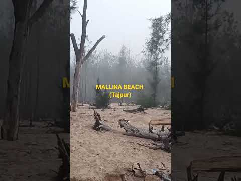 MALLIKA SEA BEACH (Tajpur.)#shorts#youtubeshorts #nature #travel #villagelife