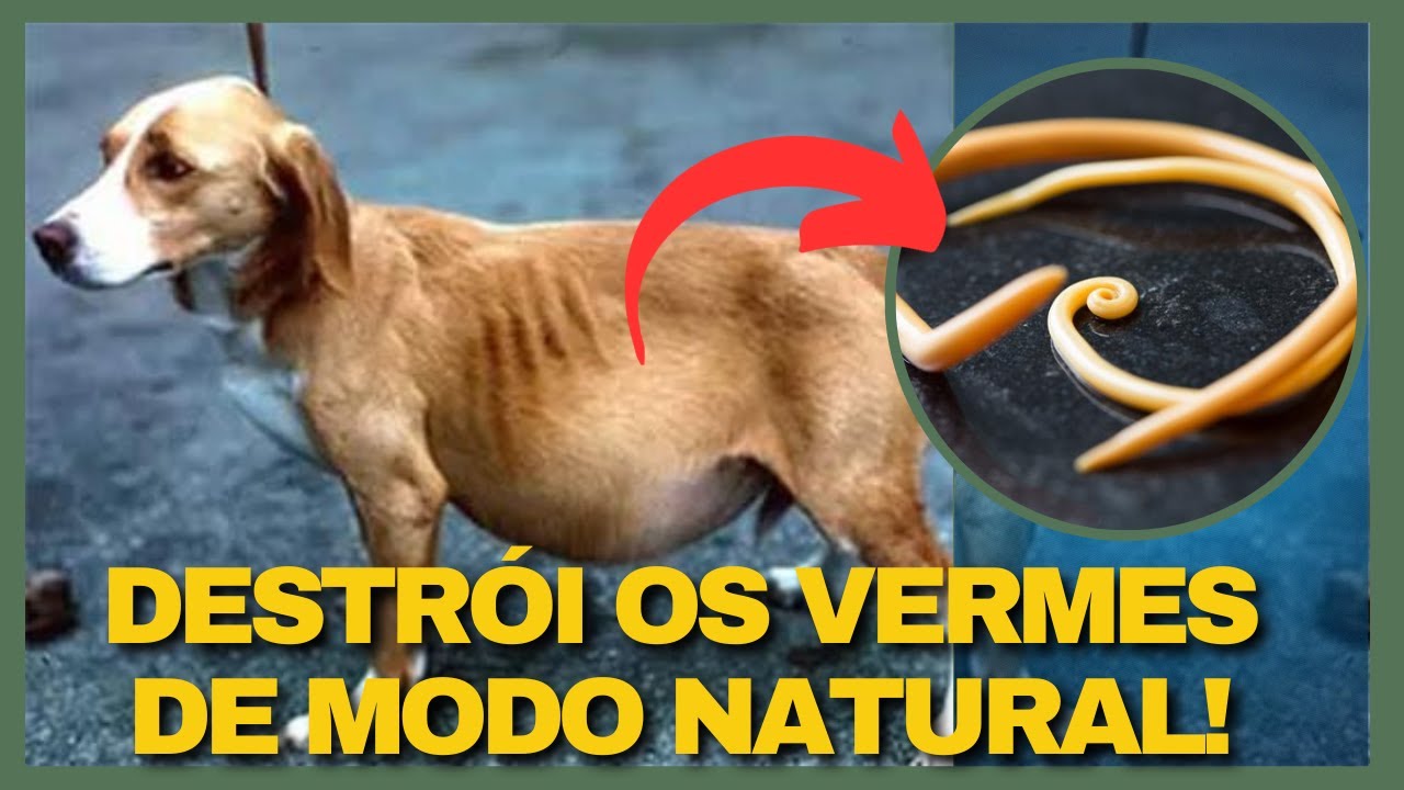 Dê ESSA SEMENTE ao seu Pet! Vermífugo Natural Cães e para Gatos. Semente de Abóbora pra Cães e Gatos