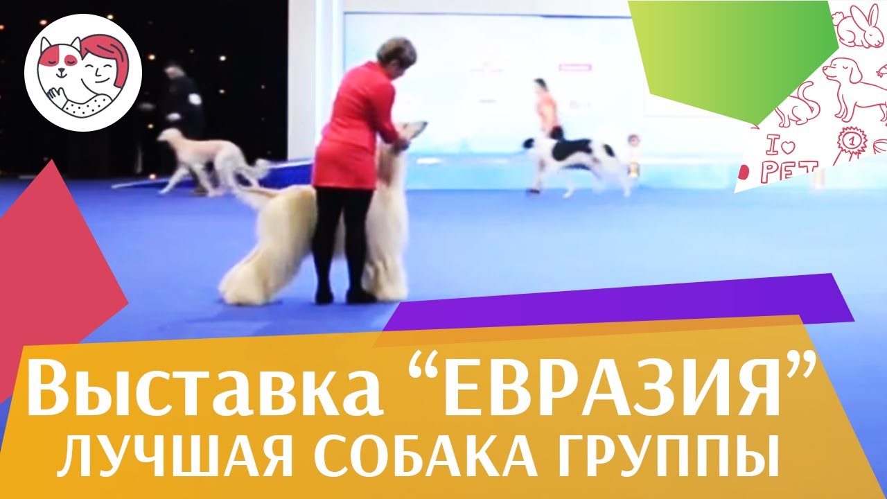 Лучшая собака 10 группы по классификации FCI 19 03 17 на Евразии ilikepet