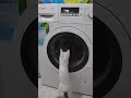 Comic Cat Funny Cat Mujgan Washing Machine Watching
