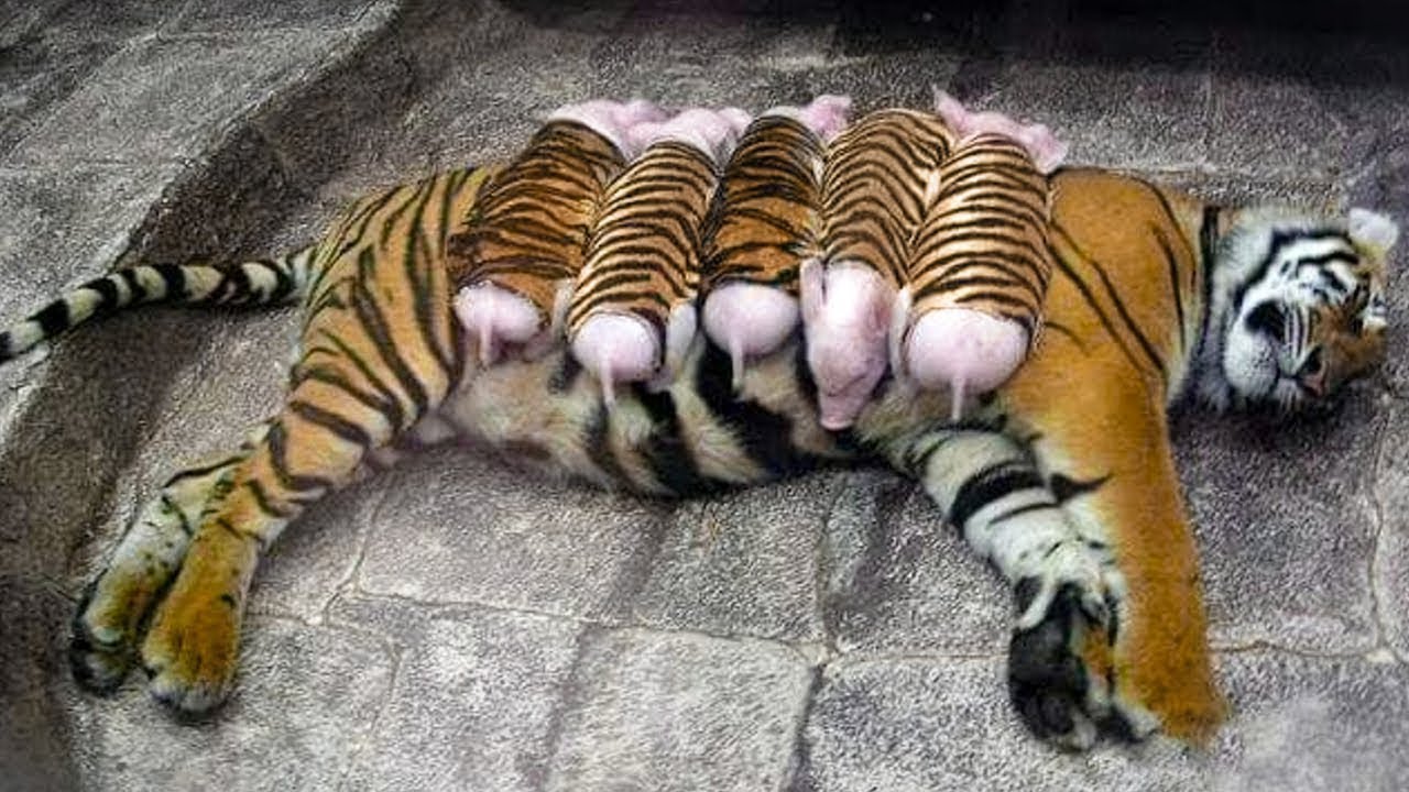 A Tigress Adopted Piglets And Raised Them As Her Own Babies