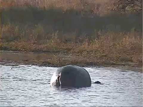 Mom hippo with her baby near the shore at Djuma   April 19, 2014