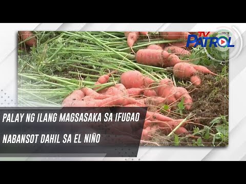 Palay ng ilang magsasaka sa Ifugao nabansot dahil sa El Niño TV Patrol