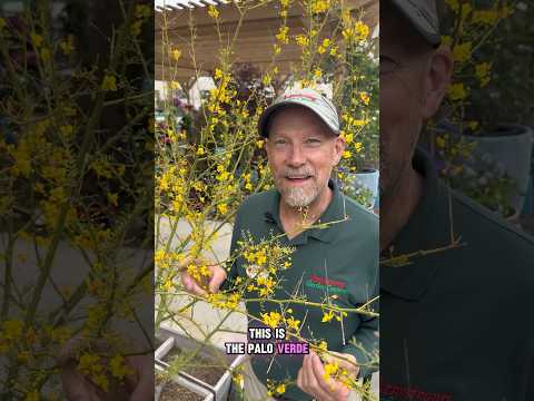 5 Amazing Trees You May Not Know