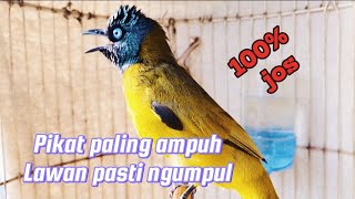 Download lagu Suara Pikat KUTILANG SUTRA, CAP CAP, PERCANG, suara JERNIH dan LANTANG di jamin panen mp3