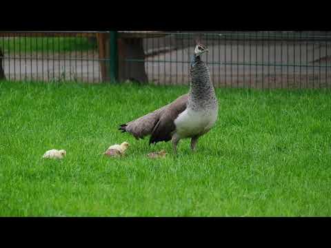4 Pfauenküken sind zur Welt gekommen.