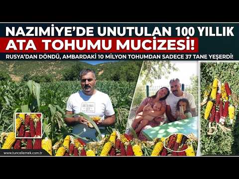 30 Yıllık Ambalajdan Hayata Dönen Ata Tohumunun Nazımiye’de Doğal Mısır Unu Yolculuğu