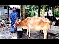 275 Welcome Friends Village Women Cow By Hand Working