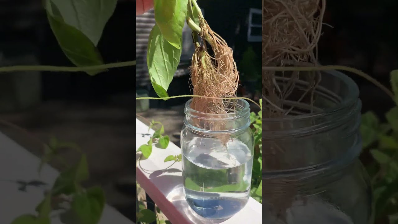 🌿 How to Propagate Basil for FREE | Grow Endless Basil Plants! #shorts #basil #herbs - YouTube