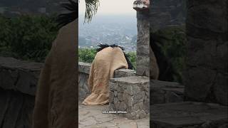 Download lagu barongan kejar bocil ep ep sampe nyungseb #shorts #barongan mp3