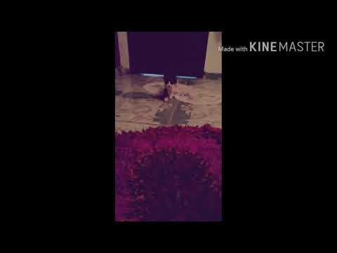 Mc Kevin e 1kilo- joga a bunda (clipe oficial) lançamento 2018